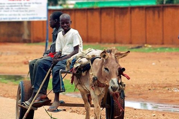 Nijer eşek ihracatını yasakladı