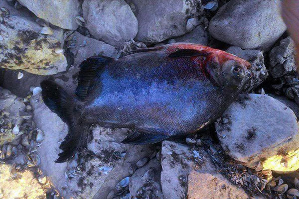 Bir pirana daha bulundu