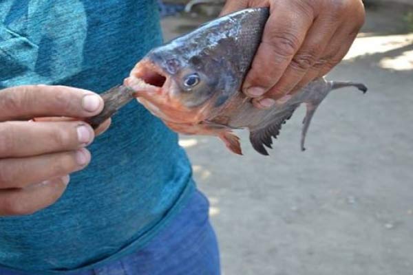 Türkiye'de tutulan 'pirana' sayısı artıyor