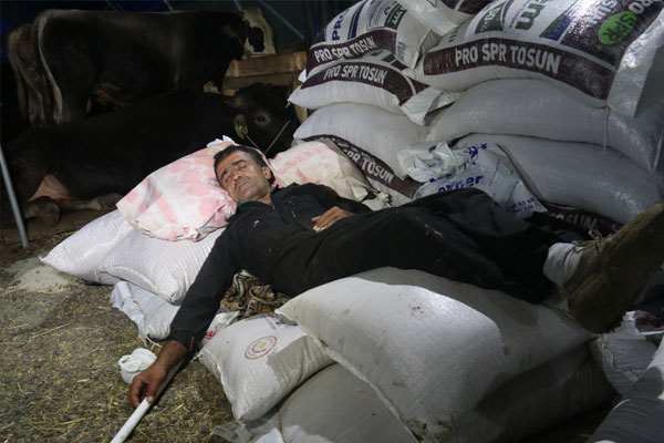 Çobanlardan 24 saat kurban nöbeti