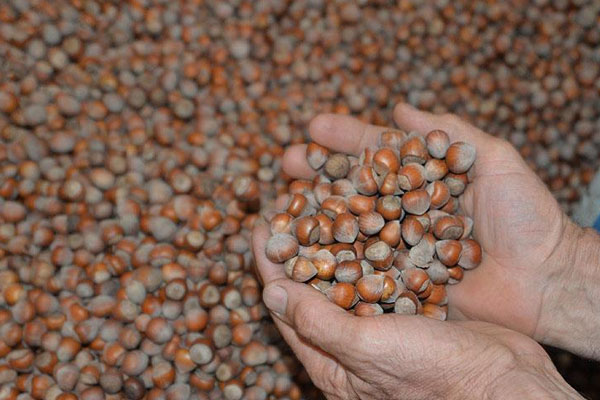 Fındık üreticilerine gelir desteği