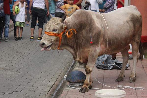 Rize'de kaçan boğalar şehri birbirine kattı