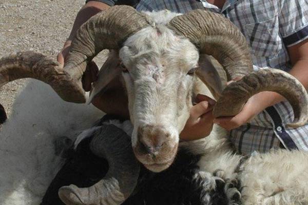 Kurbanda keneye dikkat!