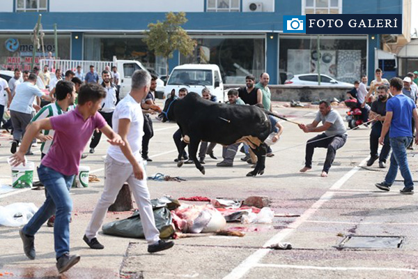 Kaçan boğa AVM bahçesinde yakalandı