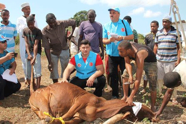 Erdoğan'ın kurbanı Zanzibar Adası'nda kesildi