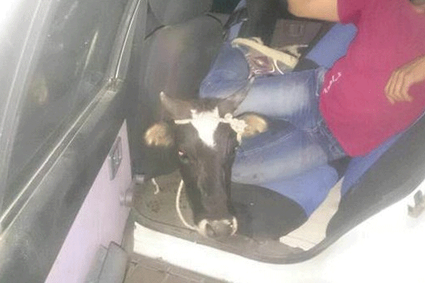 Otomobille inek çaldılar