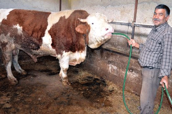 Satamadığı boğasını Erdoğan'a vermek istiyor