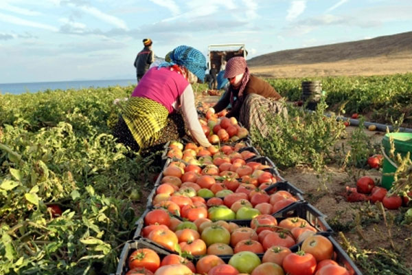 Gıda ürünlerinde ithalat giderleri açıklandı