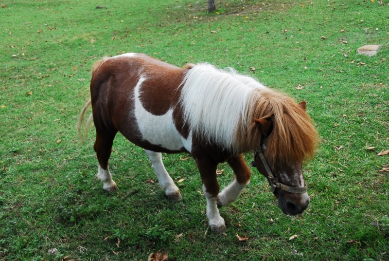 Atlara ‘FETÖ’ operasyonu!