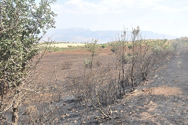 Cudi Dağı'ndaki yangın söndürüldü
