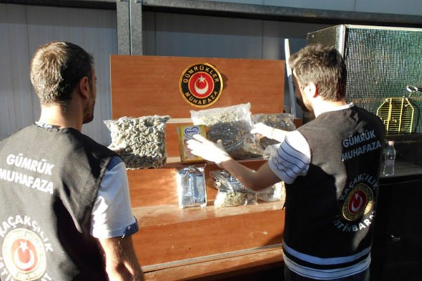 İstanbul'da bonzai operasyonu