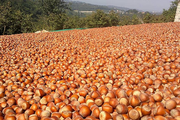Dünyanın ilk fındık borsası Giresun'da