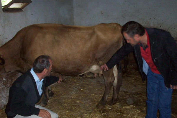 Çankırı'da kuduz karantinası