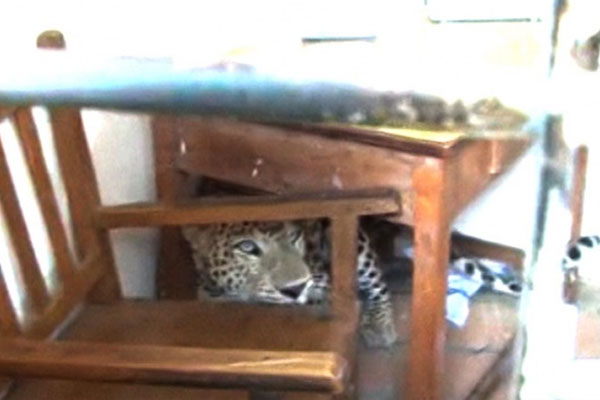 Leopar okula girdi: 3 yaralı