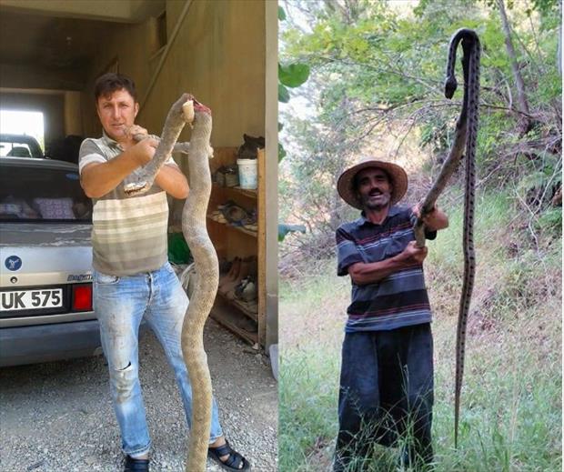 Tatil beldemizde yılan paniği