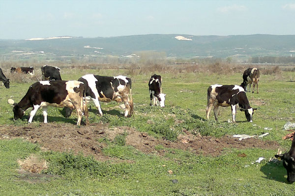 Kurban Bayramı öncesi et fiyatları arttı