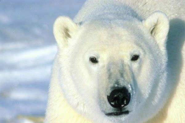 Kutup ayılarıyla 3 gün geçirdi