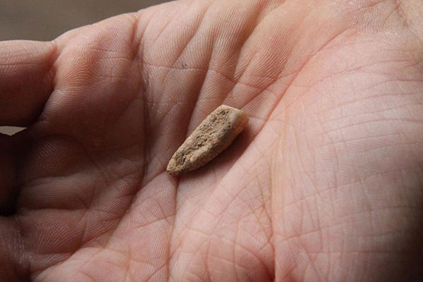 560 bin yıllık insan dişi bulundu