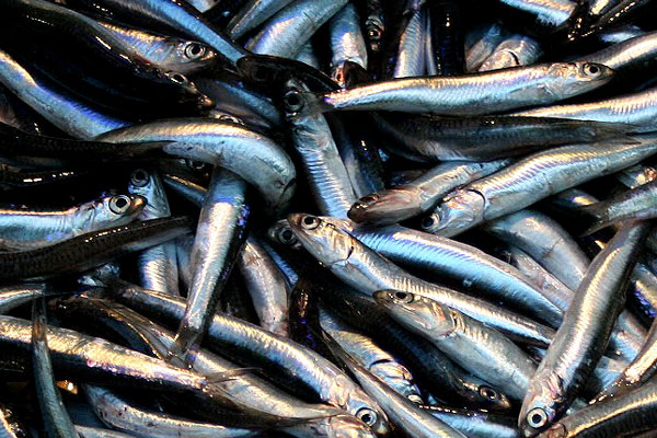 Balık sevenlere kötü haber