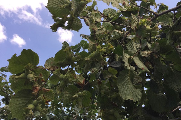 Fındık toplama tarihleri açıklandı