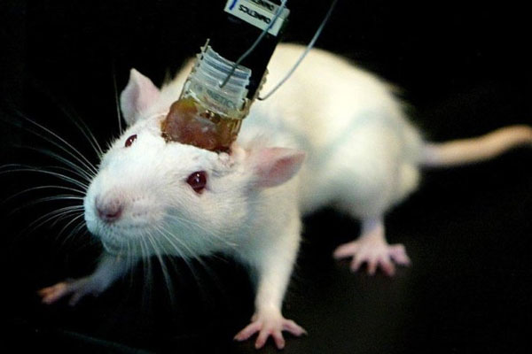 Müthiş buluş: Beyin kontrolü gerçekleşti