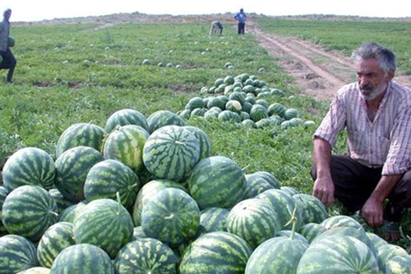 Tarlada 5, markette 75 kuruş!