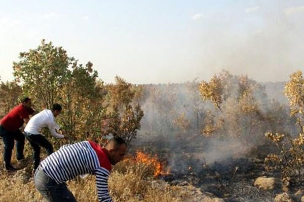 Tunceli ve Nusaybin’de orman yangınları