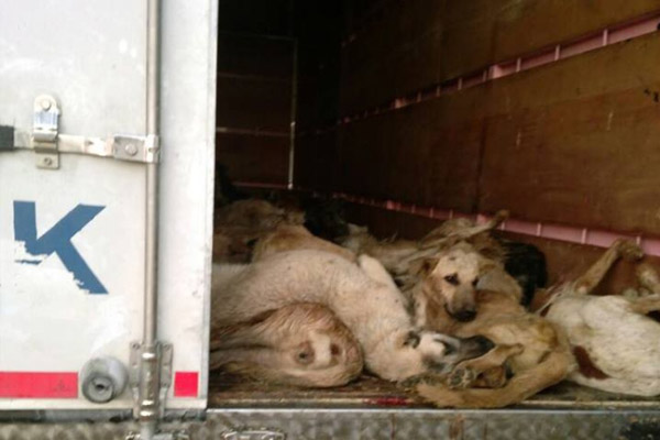 Denizli'de köpek zulmü