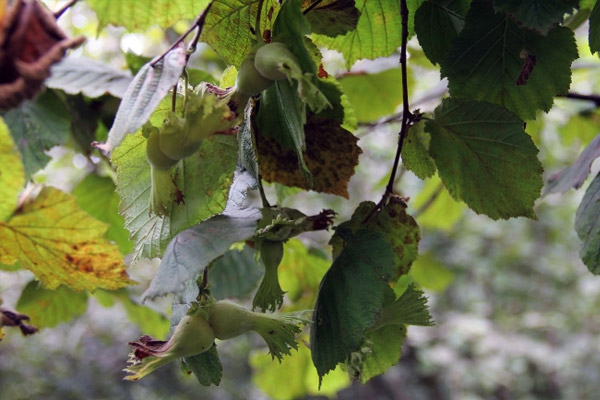 Fındıkta hasat başladı