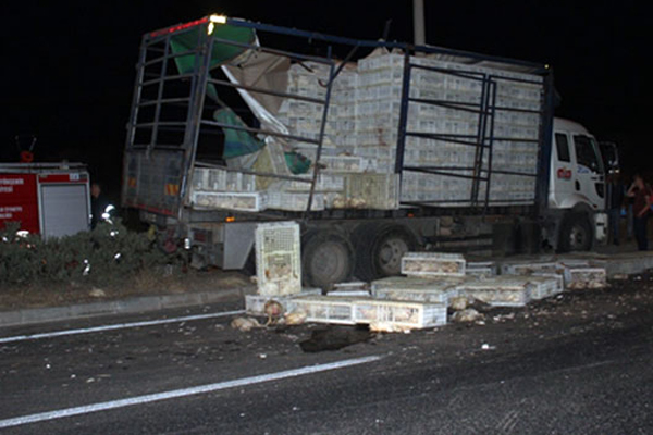 Kazada yüzlerce tavuk telef oldu