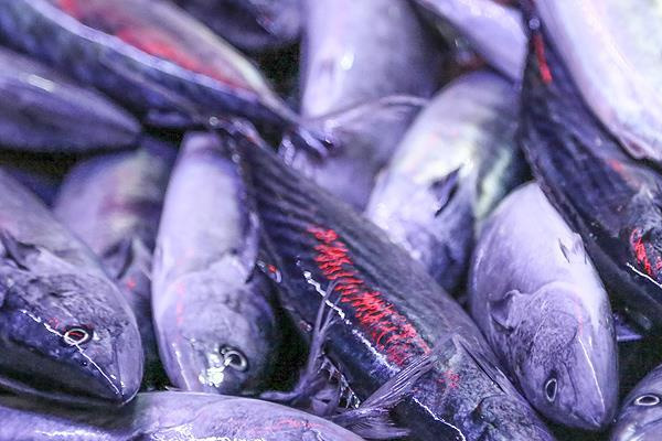 'Karadeniz'de adeta palamut kaynıyor'