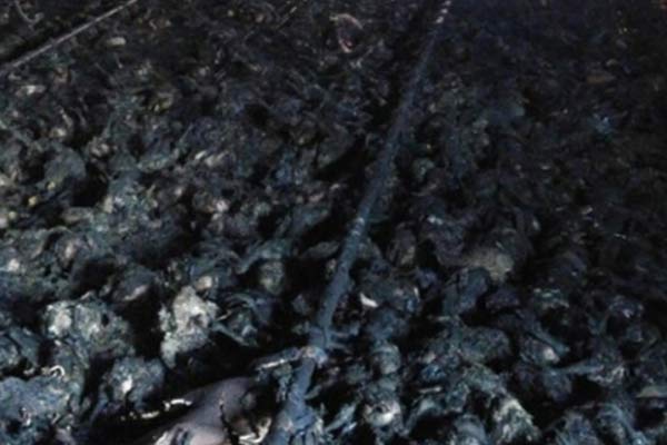 21 bin tavuk telef oldu