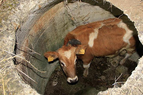 Kuyuya düşen dana kurtarıldı