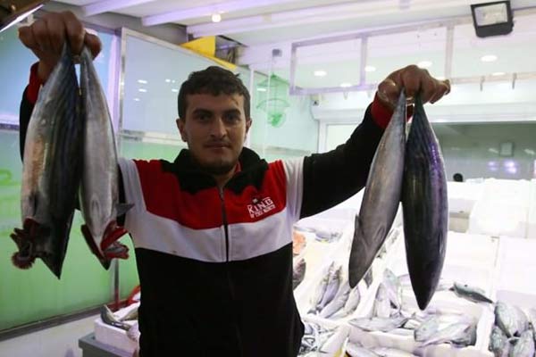 Palamut bolluğu korkutuyor