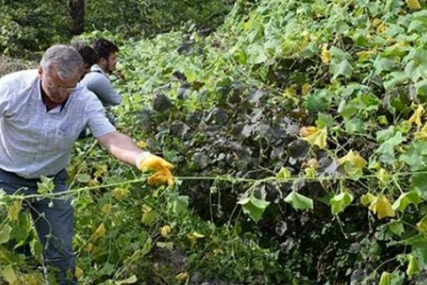 Karadeniz'de büyüyen tehlike: İtdolanbacı