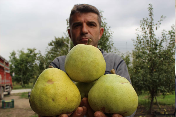 Bu armutların tanesi 1 buçuk kilo