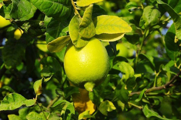 Limon üreticisinin yüzü güldü