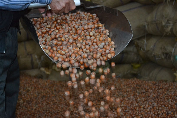 Fındık fiyatı düştü, üretici ‘elde tutma’ kararı aldı