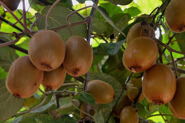 Kivi üreticileri en az 2 lira fiyat bekliyor