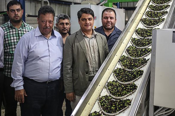 TİKA'dan Gazze'ye zeytinyağı fabrikası