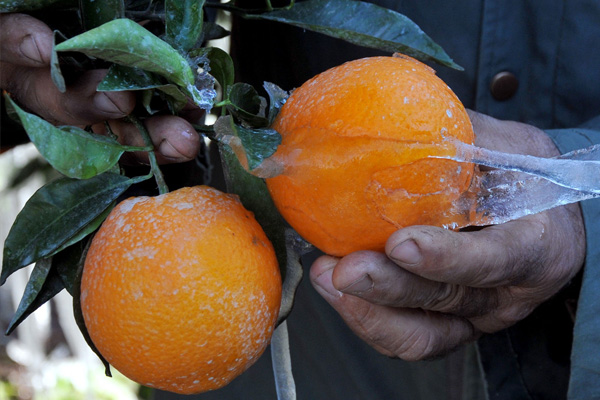 Meteorolojiden 5 il için zirai don uyarısı