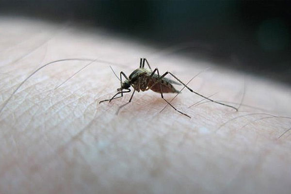 Venezuela'da 180 bin sıtma vakası görüldü