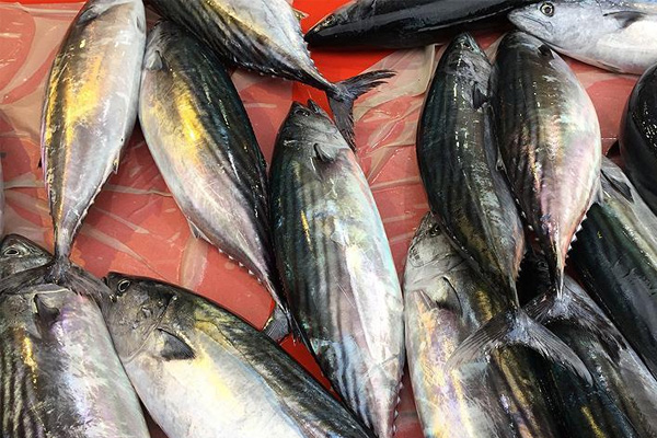 Palamut fiyatları artacak