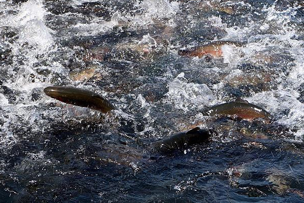 Kahramanmaraş'tan 15 ülkeye balık ihracatı
