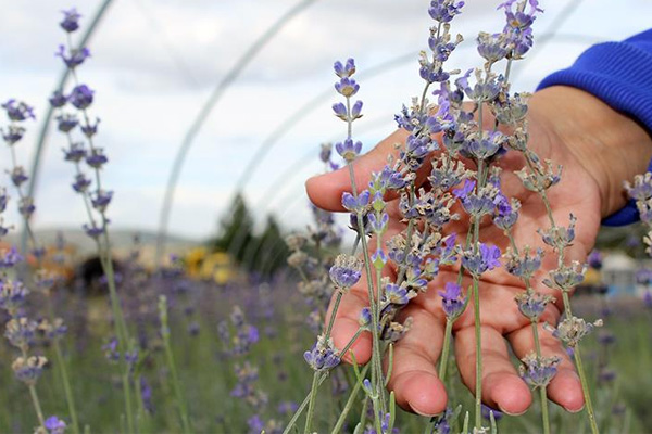 Kıraç araziler Lavanta ile renklendi