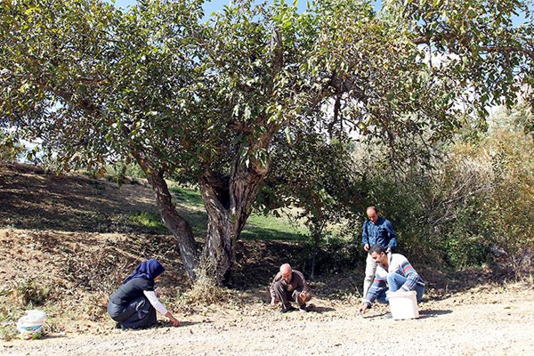 Onların korkulu rüyası ceviz ağacı