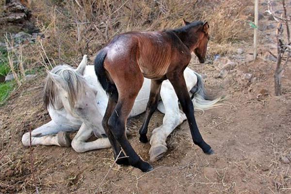 Yaralı ata ve yavrusuna sahip çıktılar