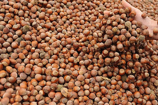 Fındık fiyatı 11,25'e yükseldi