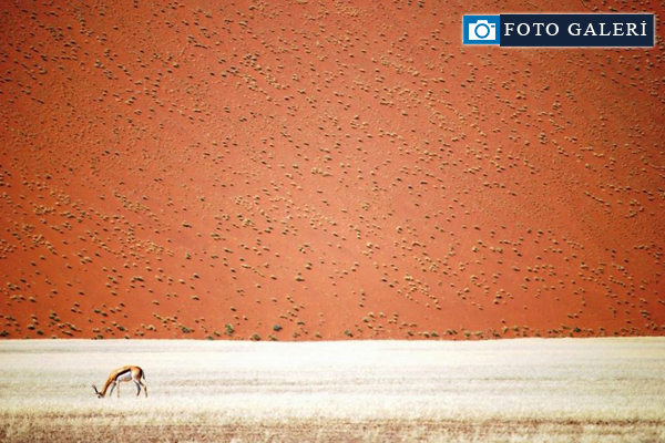 2016'nın ödüllü doğa fotoğrafları