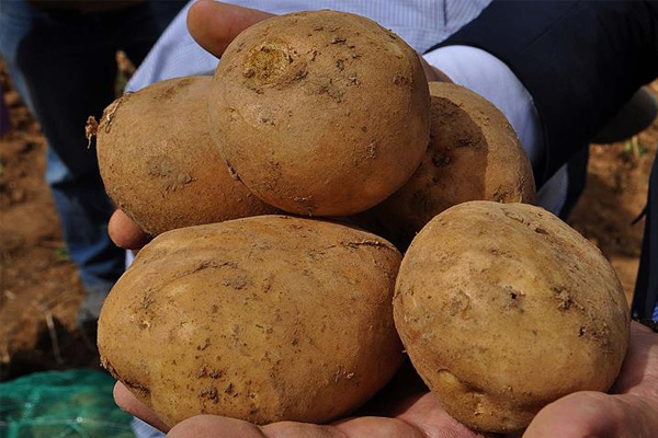 Bu patatesler dışa bağımlılığı bitirecek